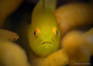 Yellow Hairy Goby, Lembeh by Doug Anderson 